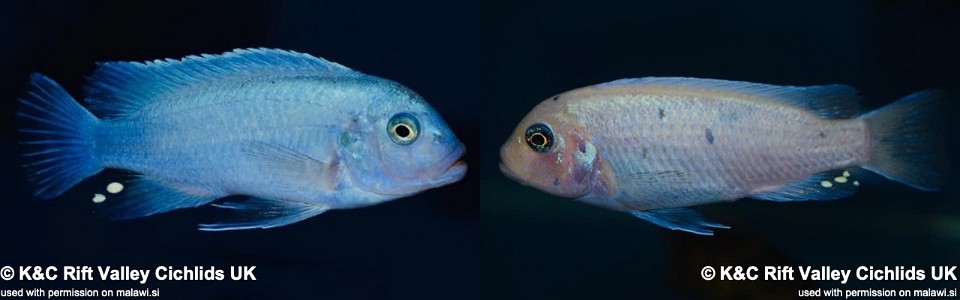 Maylandia callainos 'Nakantenga Reef'<br><font color=gray>Metriaclima callainos 'Nakantenga Reef'</font> 