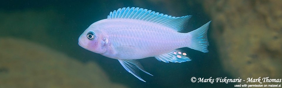 Maylandia callainos 'Pombo Rocks'<br><font color=gray>Metriaclima callainos 'Pombo Rocks'</font> 