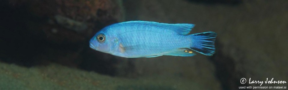 Maylandia chrysomallos 'Border'<br><font color=gray>Metriaclima chrysomallos 'Border'</font> 