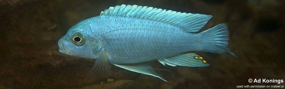 Maylandia chrysomallos 'Chiofu Bay'<br><font color=gray>Metriaclima chrysomallos 'Chiofu Bay'</font> 