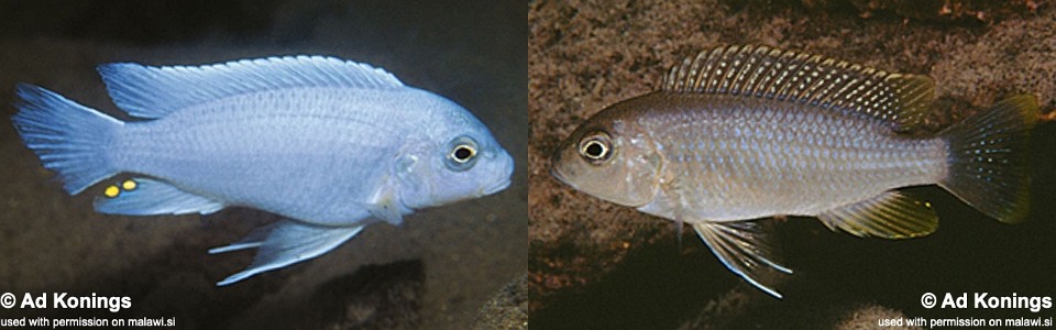 Maylandia chrysomallos 'Gome'<br><font color=gray>Metriaclima chrysomallos 'Gome'</font> 