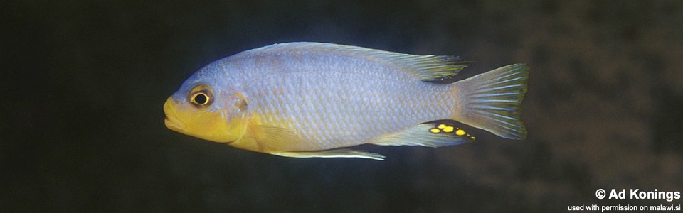 Maylandia chrysomallos 'Mumbo Island'<br><font color=gray>Metriaclima chrysomallos 'Mumbo Island'</font> 