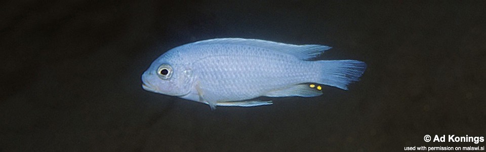 Maylandia chrysomallos 'Narungu'<br><font color=gray>Metriaclima chrysomallos 'Narungu'</font> 