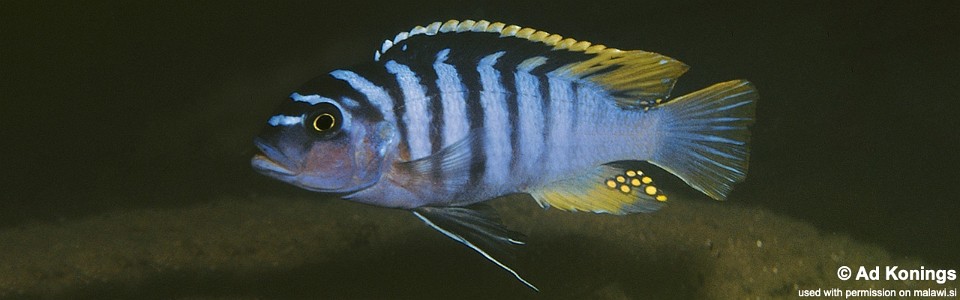 Maylandia cyneusmarginata 'Chia'<br><font color=gray>Metriaclima cyneusmarginatum 'Chia'</font> 