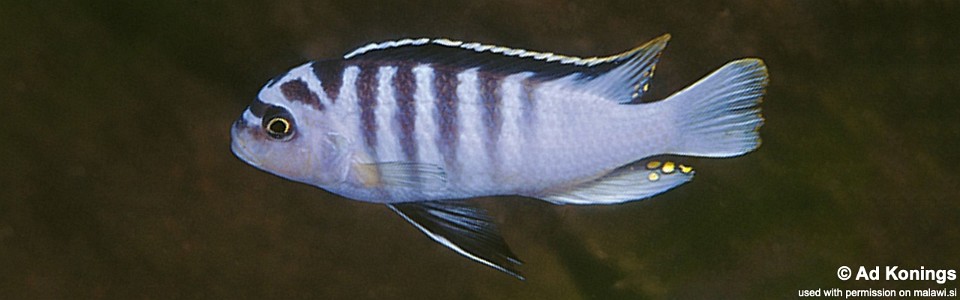 Maylandia cyneusmarginata 'Nkhomo Reef'<br><font color=gray>Metriaclima cyneusmarginatum 'Nkhomo Reef'</font> 