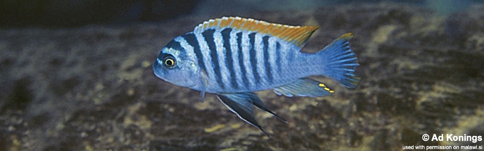 Maylandia emmiltos  'Luwino Reef'<br><font color=gray>Metriaclima emmiltos 'Luwino Reef'<br>Red Top Zebra</font> 