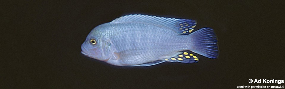 Maylandia estherae 'Meponda'<br><font color=gray>Metriaclima estherae 'Meponda'</font> 