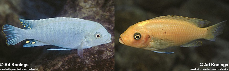 Maylandia estherae 'Nkhungu Reef'<br><font color=gray>Metriaclima estherae 'Nkhungu Reef'</font> 