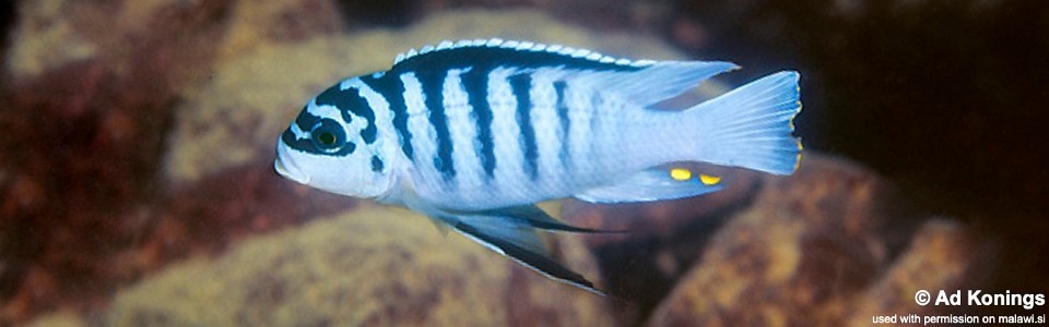 Maylandia fainzilberi 'Chitande Island'<br><font color=gray>Metriaclima fainzilberi 'Chitande Island'<br>Metriaclima sp. 'zebra chilumba' Chitande Island</font> 