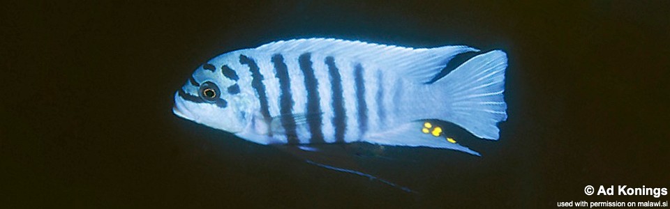 Maylandia fainzilberi 'Maison Reef'<br><font color=gray>Metriaclima fainzilberi 'Maison Reef'<br>Metriaclima sp. 'zebra chilumba' Maison Reef</font> 