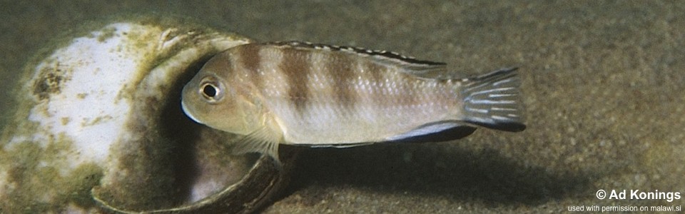 Maylandia ngarae 'Chesese'<br><font color=gray>Metriaclima ngarae 'Chesese'<br>Metriaclima sp. 'lanisticola north' Chesese</font> 