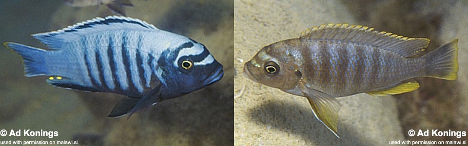 Maylandia phaeos 'Londo Bay'<br><font color=gray>Metriaclima  phaeos 'Londo Bay'</font> 