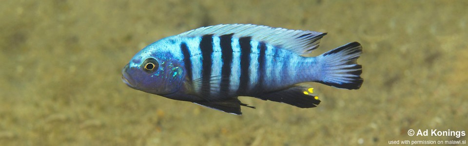 Maylandia pulpican 'Likoma Island'<br><font color=gray>Metriaclima pulpican 'Likoma Island'</font> 