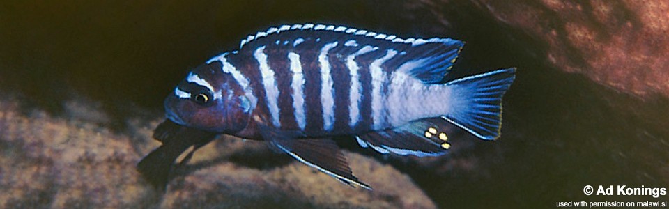 Maylandia sp. 'cave manda' Manda<br><font color=gray>Metriaclima sp. 'cave manda' Manda</font> 