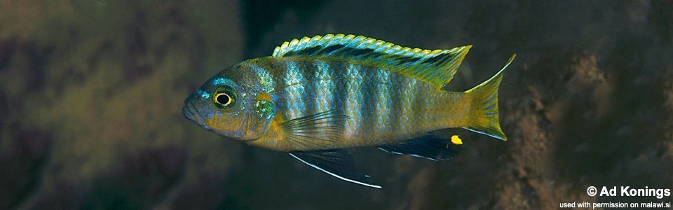 Maylandia sp. 'dumpy' Maleri Island<br><font color=gray>Metriaclima sp. 'dumpy' Maleri Island</font> 