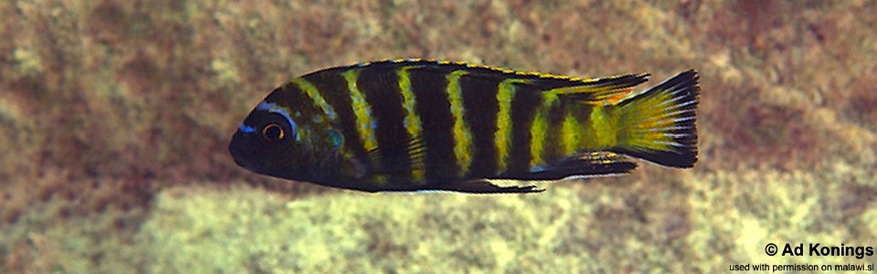 Maylandia sp. 'elongatus goldbar' Same Bay<br><font color=gray>Metriaclima sp. 'elongatus goldbar' Same Bay</font> 