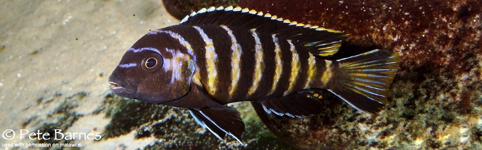 Maylandia sp. 'elongatus goldbar' (unknown locality)<br><font color=gray>Metriaclima sp. 'elongatus goldbar' (unknown locality)</font> 