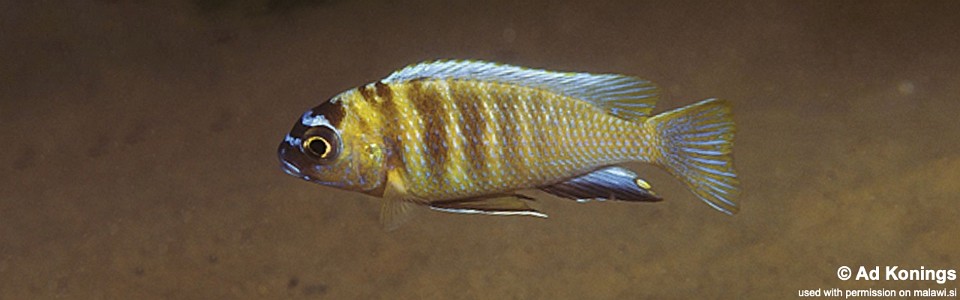 Maylandia sp. 'patricki' Nkhomo Reef<br><font color=gray>Metriaclima  sp. 'patricki' Nkhomo Reef</font> 