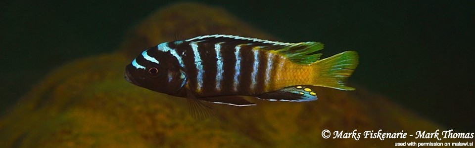 Maylandia sp. 'zebra yellow tail' Manda<br><font color=gray>Metriaclima sp. 'zebra yellow tail' Manda</font> 