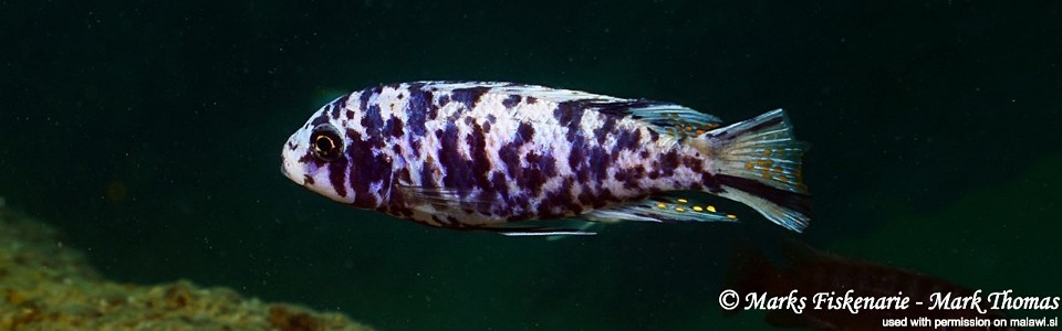 Maylandia cf. tarakiki 'Otter Island'<br><font color=gray>Metriaclima cf. tarakiki 'Otter Island'</font> 