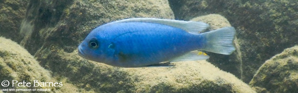 Maylandia xanstomachus 'Namalenje Island'<br><font color=gray>Metriaclima xanstomachus 'Namalenje Island'</font> 