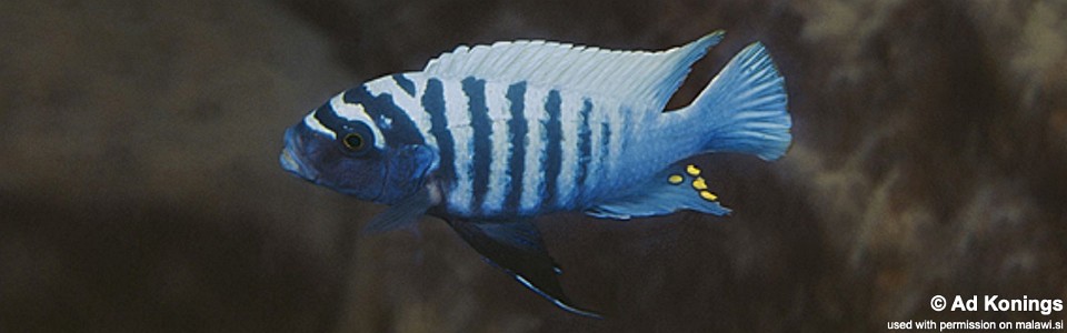 Maylandia zebra 'Boadzulu Island'<br><font color=gray>Metriaclima zebra 'Boadzulu Island'</font>