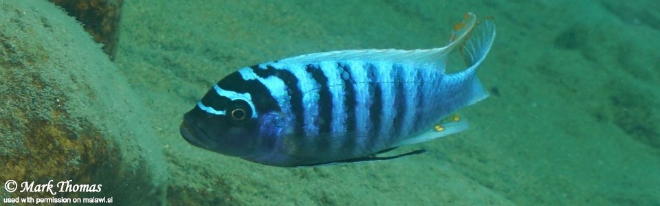 Maylandia zebra 'Border'<br><font color=gray>Metriaclima zebra 'Border'</font>