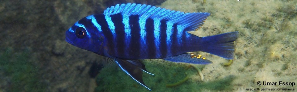 Maylandia zebra 'Cape Maclear'<br><font color=gray>Metriaclima zebra 'Cape Maclear'</font> 