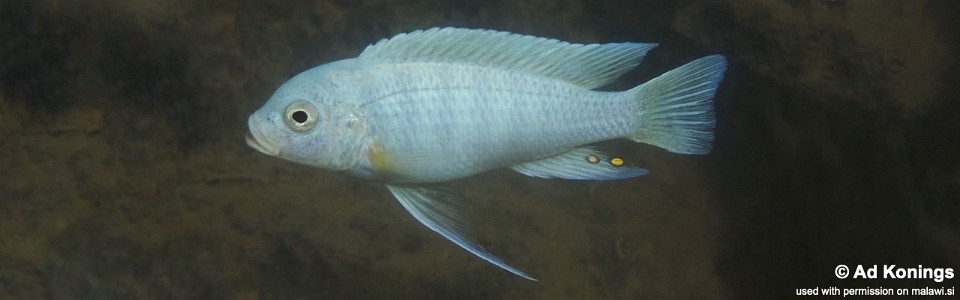 Maylandia zebra 'Chidunga Rocks'<br><font color=gray>Metriaclima zebra 'Chidunga Rocks'</font>