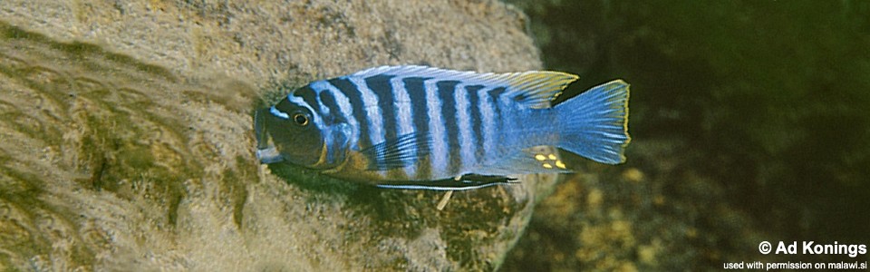 Maylandia zebra 'Chinuni'<br><font color=gray>Metriaclima zebra 'Chinuni'</font>