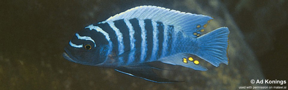 Maylandia zebra 'Chiofu'<br><font color=gray>Metriaclima zebra 'Chiofu'</font>