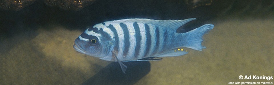 Maylandia zebra 'Crocodile Rock'<br><font color=gray>Metriaclima zebra 'Crocodile Rock'</font>