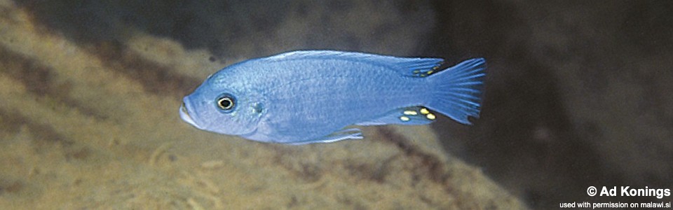 Maylandia zebra 'Hai Reef'<br><font color=gray>Metriaclima zebra 'Hai Reef'</font>