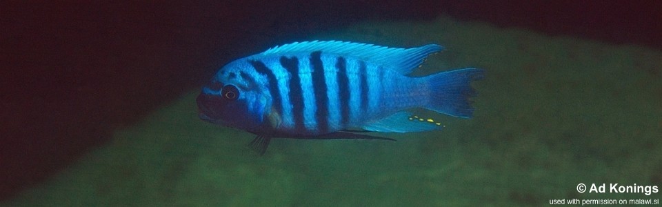 Maylandia zebra 'Hongi Island'<br><font color=gray>Metriaclima zebra 'Hongi Island'</font> 