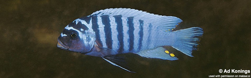 Maylandia zebra 'Kande Island'<br><font color=gray>Metriaclima zebra 'Kande Island'</font>