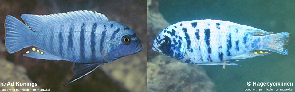 Maylandia zebra 'Likoma Island'<br><font color=gray>Metriaclima zebra 'Likoma Island'</font>