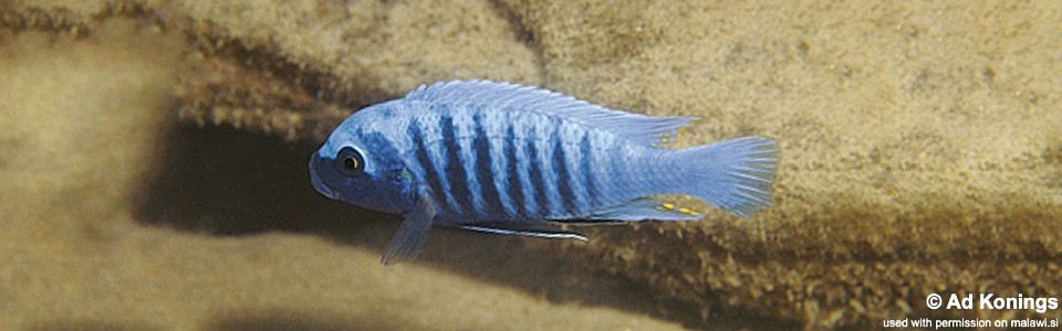 Maylandia zebra 'Londo Bay'<br><font color=gray>Metriaclima zebra 'Londo Bay'</font>