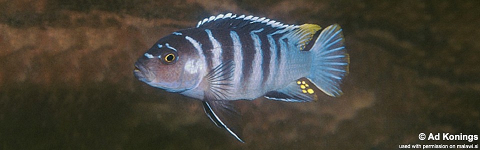 Maylandia zebra 'Luwala Reef''<br><font color=gray>Metriaclima zebra 'Luwala Reef''</font>