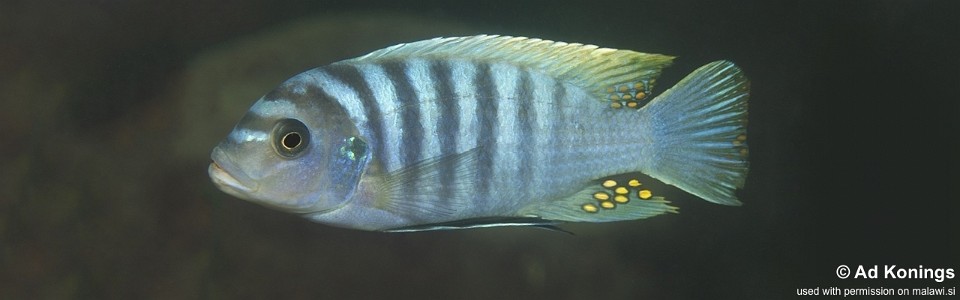 Maylandia zebra 'Makokola Reef'<br><font color=gray>Metriaclima zebra 'Makokola Reef'</font> 