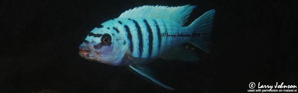 Maylandia zebra 'Masasa Reef'<br><font color=gray>Metriaclima zebra 'Masasa Reef'</font>