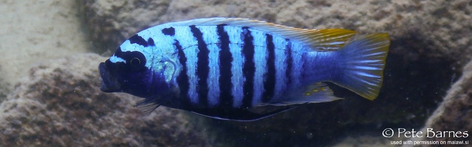 Maylandia zebra 'Mbamba Islands'<br><font color=gray>Metriaclima zebra 'Mbamba Islands'</font>