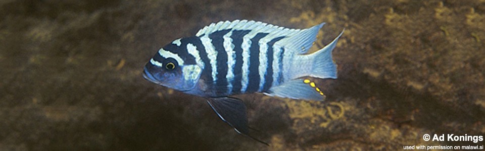 Maylandia zebra 'Minos Reef'<br><font color=gray>Metriaclima zebra 'Minos Reef'</font>