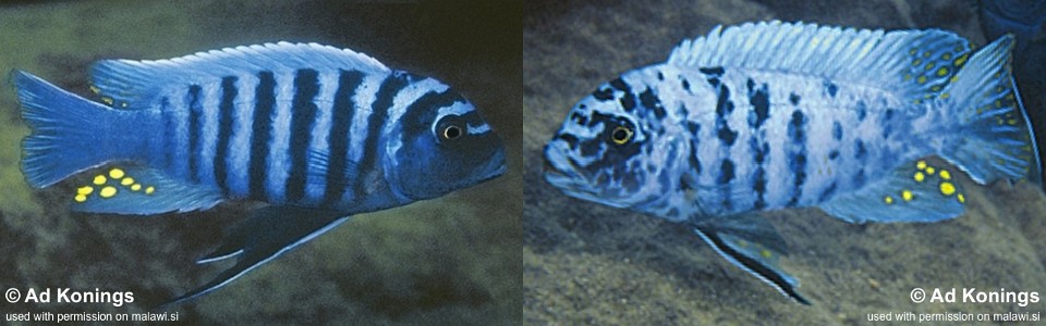 Maylandia zebra 'Mundola Point'<br><font color=gray>Metriaclima zebra 'Mundola Point'</font>