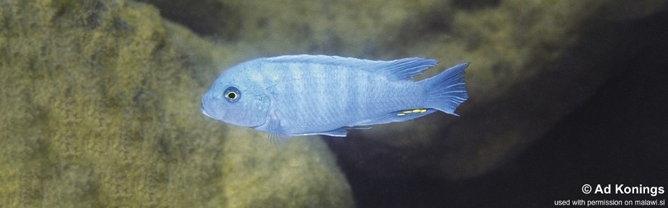 Maylandia zebra 'Ndumbi Point'<br><font color=gray>Metriaclima zebra 'Ndumbi Point'</font> 