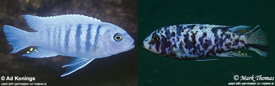 Maylandia zebra 'Otter Point'<br><font color=gray>Metriaclima zebra 'Otter Point'</font>