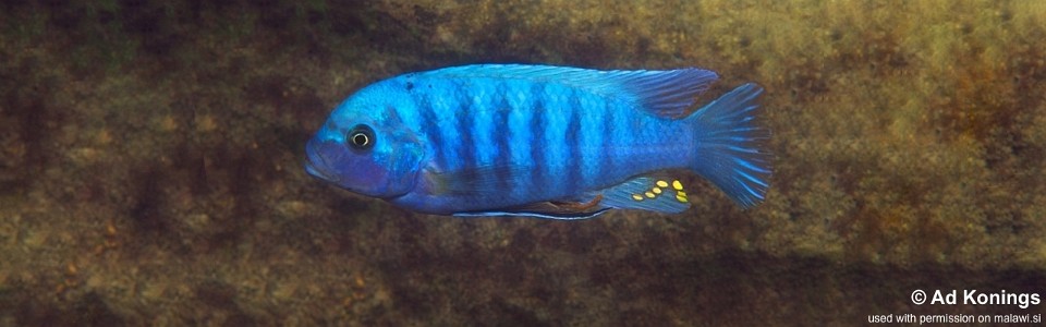 Maylandia zebra 'Pombo Rocks'<br><font color=gray>Metriaclima zebra 'Pombo Rocks'</font> 