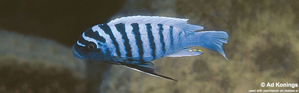 Maylandia zebra 'Tumbi Point'<br><font color=gray>Metriaclima zebra 'Tumbi Point'</font>