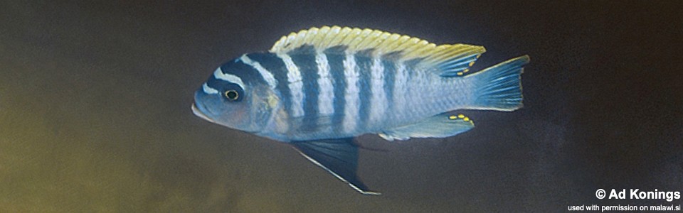 <font color=red>Maylandia zebra X Maylandia pyrsonotos 'Makanjila Rocks'</font><br><font color=gray>Metriaclima zebra X Metriaclima pyrsonotos 'Makanjila Rocks'</font>