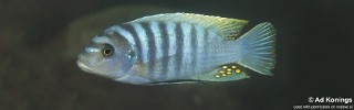 Maylandia zebra 'Makokola Reef'.jpg