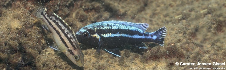 Melanochromis heterochromis 'Three Peaks Reef'